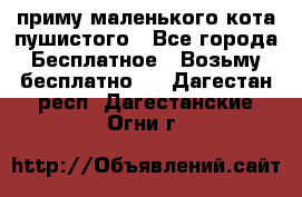 приму маленького кота пушистого - Все города Бесплатное » Возьму бесплатно   . Дагестан респ.,Дагестанские Огни г.